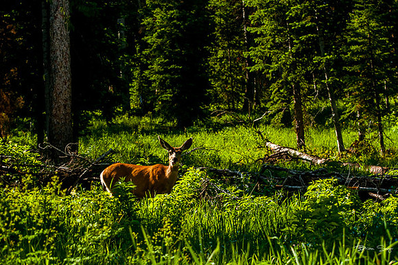 4th of July camping-9657