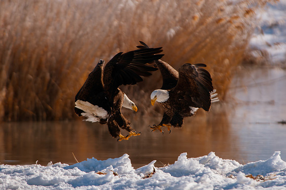 photographer Brian Smyer-11