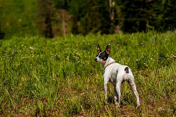 4th of July camping-9719
