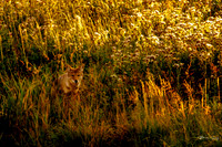 photographer Brian Smyer-4