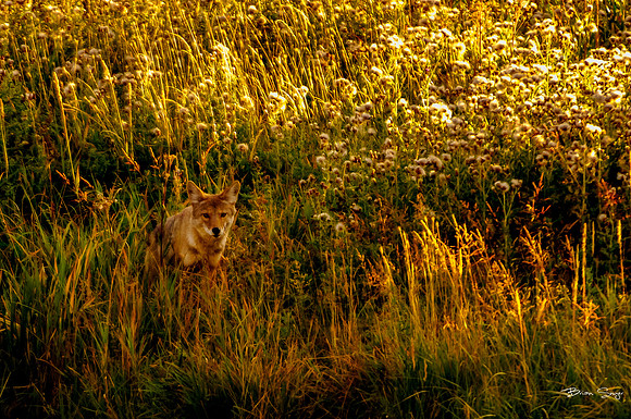 photographer Brian Smyer-4