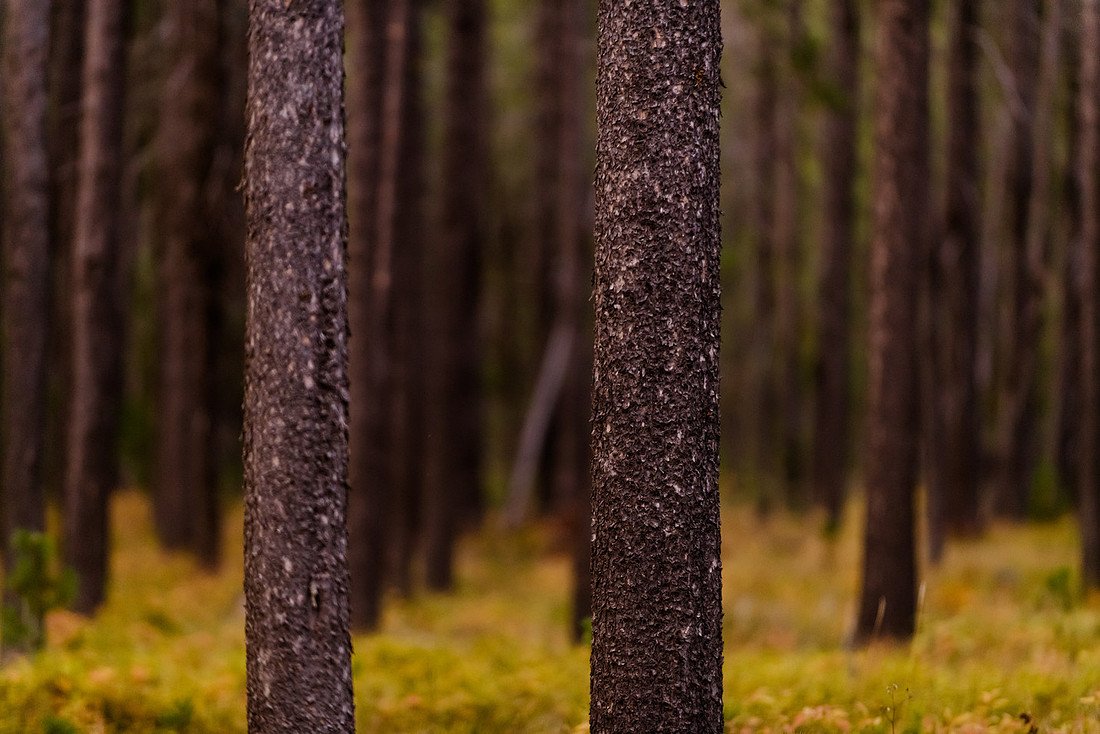 Symmetry in Nature: Captivating Forest in Idaho