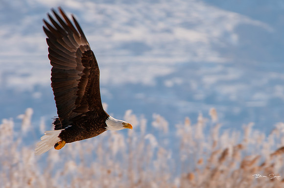 photographer Brian Smyer-6-3