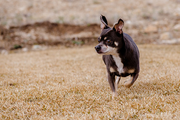 pets (253 of 271)