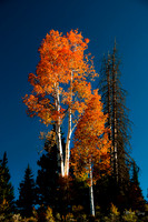 photographer Brian Smyer-5-2