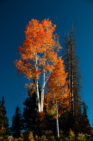 photographer Brian Smyer-5-2