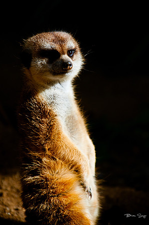 Photographer Brian Smyer-2-5