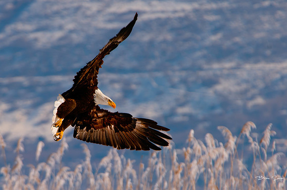photographer Brian Smyer-12