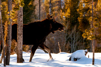 photographer Brian Smyer-1-5