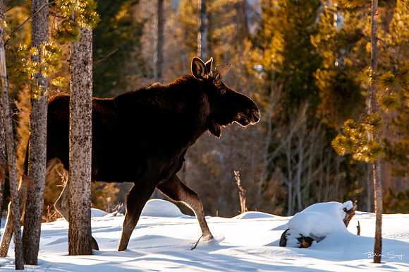 photographer Brian Smyer-1-5