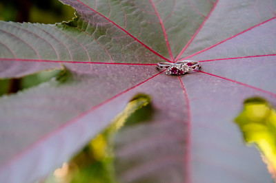 Two wedding rings with diamonds and rubies are placed on a green plant with prominent red veins. The rings are placed in the rule of thirds and catch the viewer's attention with their sparkling gems.