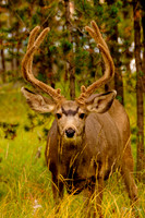 photographer Brian Smyer-3