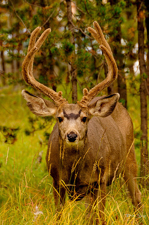 photographer Brian Smyer-3