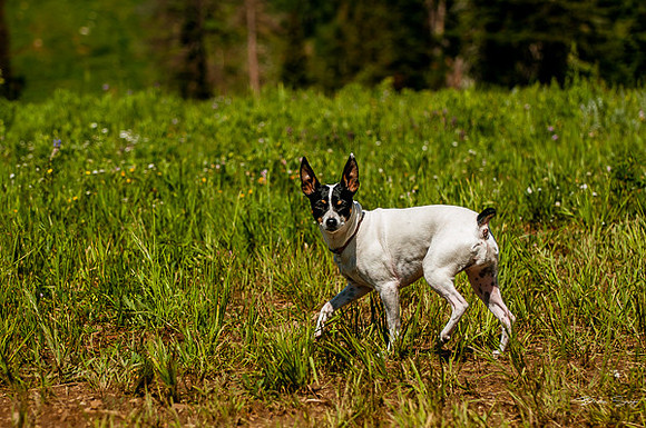 4th of July camping-9721