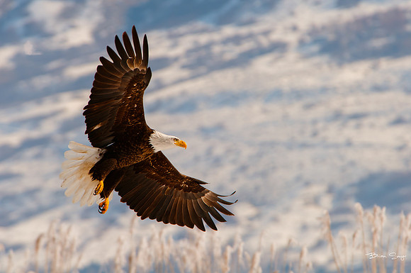 photographer Brian Smyer-14