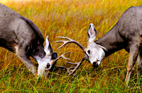 photographer Brian Smyer-8