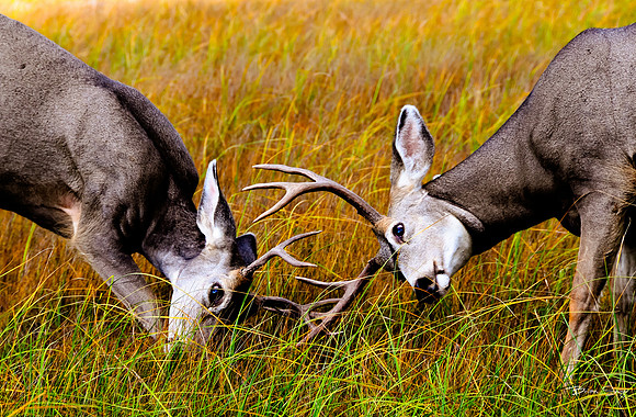 photographer Brian Smyer-8