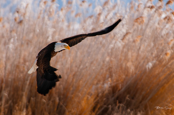 photographer Brian Smyer-9-2