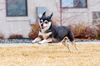 pets (94 of 271)