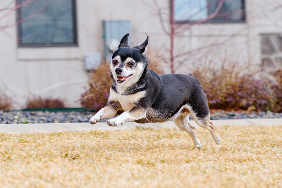 pets (94 of 271)
