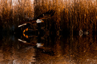 photographer Brian Smyer-2-4