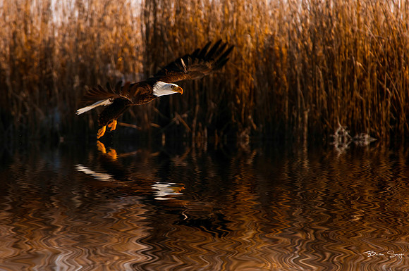 photographer Brian Smyer-2-4