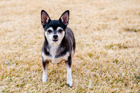 pets (61 of 271)