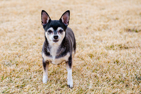 pets (61 of 271)