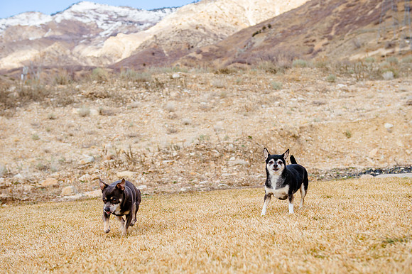 pets (267 of 271)