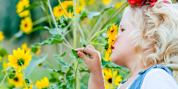 Sunflower power