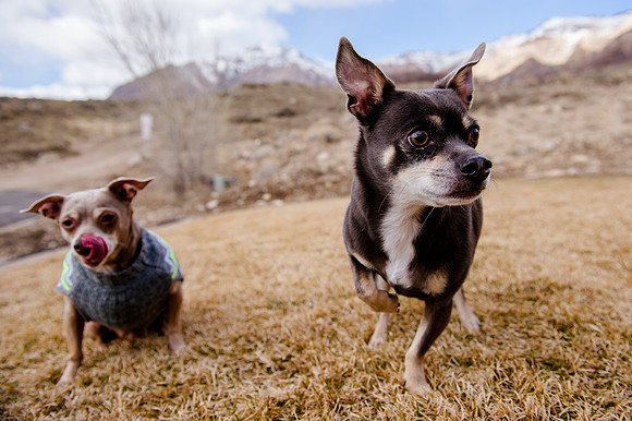 pets (199 of 271)