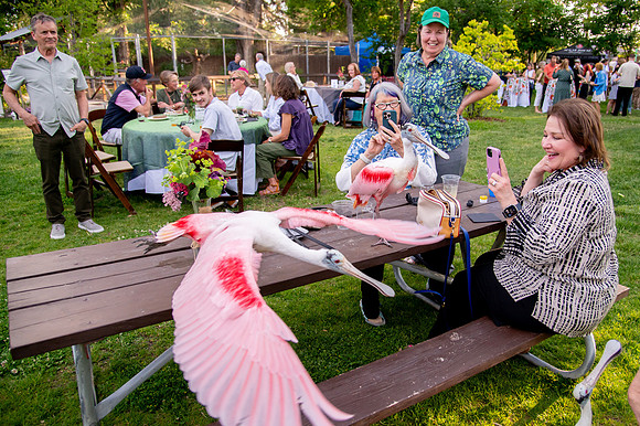 Ready to Hatch – Tracy Aviary’s Signature Spring Fundraise5916