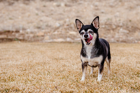 pets (161 of 271)