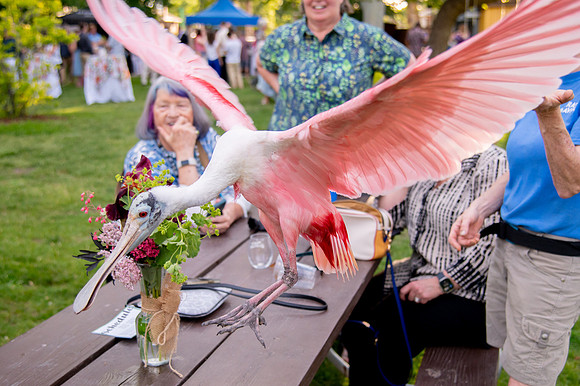 Ready to Hatch – Tracy Aviary’s Signature Spring Fundraise5978