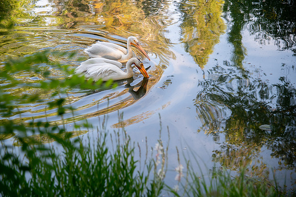 Ready to Hatch – Tracy Aviary’s Signature Spring Fundraise6076