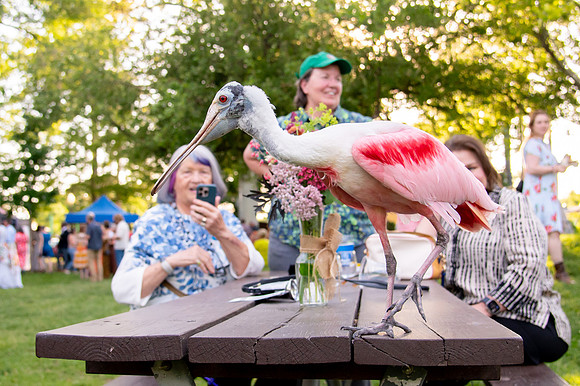 Ready to Hatch – Tracy Aviary’s Signature Spring Fundraise5992
