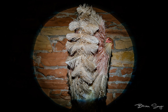 Birdlesque57256