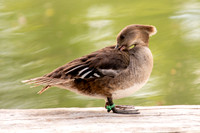 Ready to Hatch – Tracy Aviary’s Signature Spring Fundraise5303