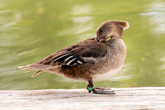 Ready to Hatch – Tracy Aviary’s Signature Spring Fundraise5303