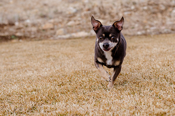pets (232 of 271)
