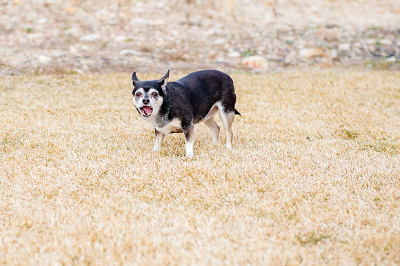 pets (127 of 271)