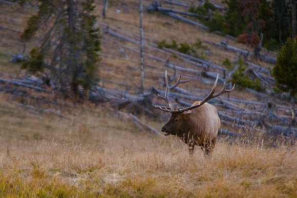 Yellowstone Teton Trip 2017-0722