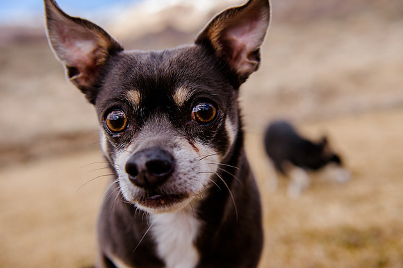 pets (176 of 271)