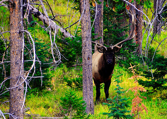 eWildlife Nature expidition 09 168