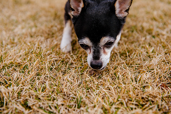 pets (203 of 271)