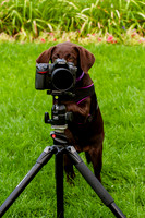 Dog taking pictues