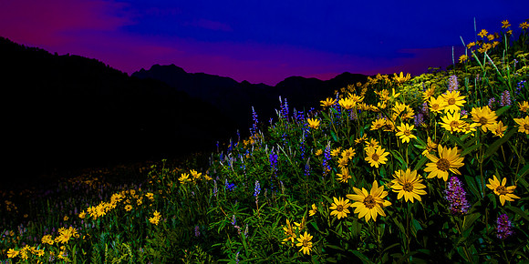 Field of wildflowers with early morning light on the mountins in the background