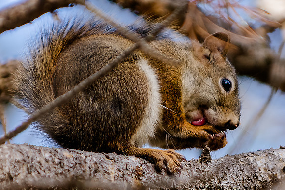 Wildlife24902