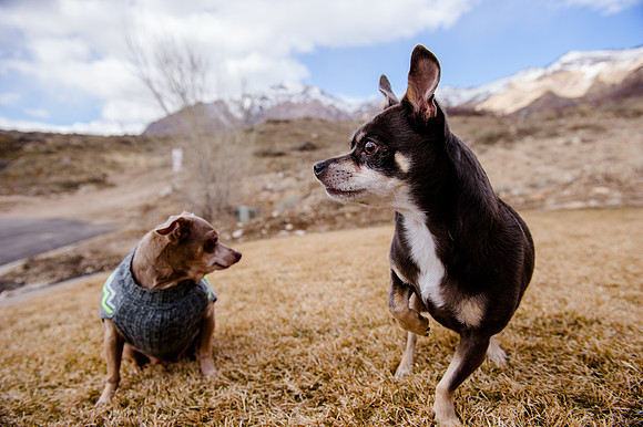 pets (196 of 271)