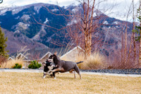 pets (111 of 271)